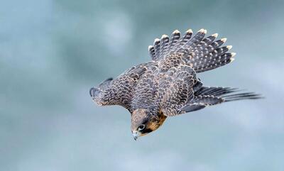 سریع‌ترین پرندۀ جهان با چه سرعتی پرواز می‌کند؟ (+عکس)