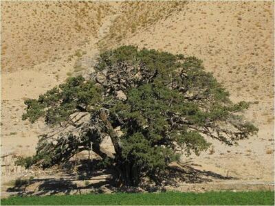 از تک‌ درختان مشهور ایران چه می دانید؟