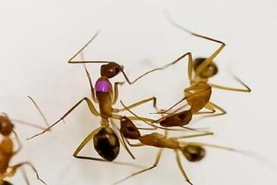 جراحی قطع عضو توسط مورچه‌ها !