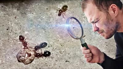 چگونه مورچه را پیدا کنیم و از شر آن خلاص شوید ؟