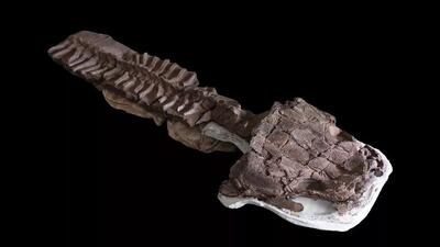 کشف فسیلی ۲۸۰ میلیون ساله که نشان می‌دهد شکارچی‌های غول‌پیکری قبل از دایناسور‌ها وجود داشته‌اند