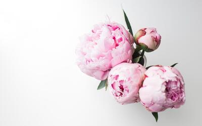 همه چیز در مورد گل پیونی، یکی از زیباترین گل های دنیا - خبرنامه