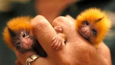 کوچکترین میمون جهان که ۱۰۰ گرم وزن دارد+ فیلم