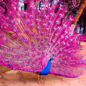 از زیبایی طاووس تا حیوانات در حیات وحش