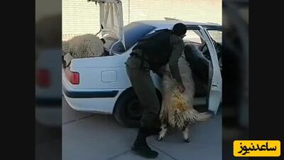 پرشیای گوسفند دزد به نمایش عمومی گذاشته شد!