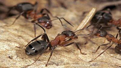 کشف قدرت ذاتی مورچه ها برای تشخیص و درمان زخم ها | خبرگزاری بین المللی شفقنا