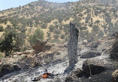 آتش‌سوزی 2600 هکتار از جنگل‌های لرستان/ شناسایی 23 مظنون - تسنیم