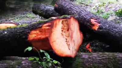 کشف و ضبط یک تن چوب قاچاق در شهرستان ساری