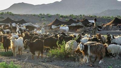 عشایر سیستان و بلوچستان سالانه ۴۰۰ تن گوشت تولید می‌کنند
