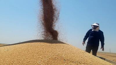 میزان خرید گندم در استان اردبیل به بیش از ۱۹۲ هزار تن رسید