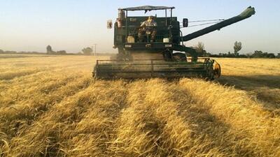 ۱۷ هزار تن گندم مازاد بر نیاز کشاورزان میامی خریداری شد