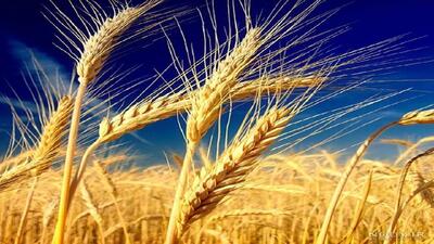 خرید تضمینی ۹۵ هزار تن گندم از کشاورزان جنوب لرستان