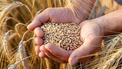خرید ۳۲ هزار تن گندم از کشاورزان شهرستان البرز