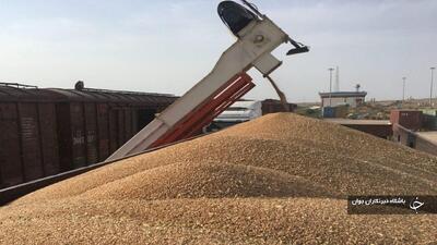 خرید بیش از ۱۶ هزار و ۶۰۰ تن گندم از کشاورزان در میاندوآب