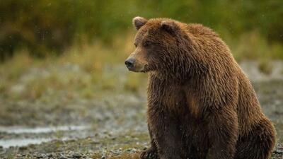 مشاهده خرس در اوپرت+ فیلم