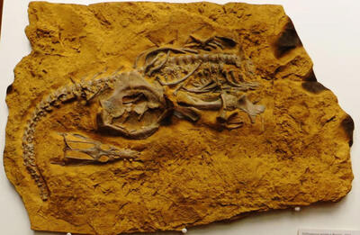 کشف قدیمی‌ترین فسیل هیولاهای دریایی