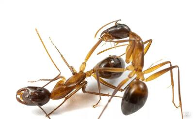 جراحی نجات‌بخش: مورچه‌ها برای درمان هم‌لانه‌ای‌های زخمی دست به قطع عضو می‌زنند