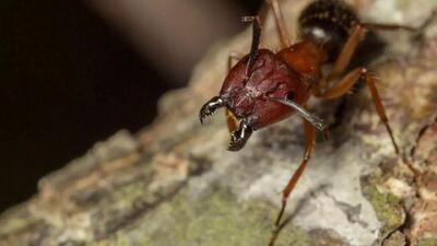 کشف تازه دانشمندان: مورچه‌های نجار قادر به «جراحی قطع عضو» و نجات جان همنوعانشان هستند