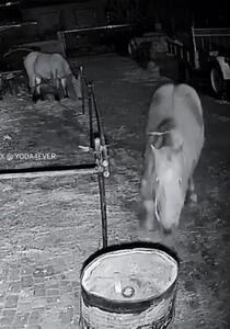 (ویدئو) نگاه پیروزمندانه اسب به دوربین پس از فرار باورنکردنی از اصطبل
