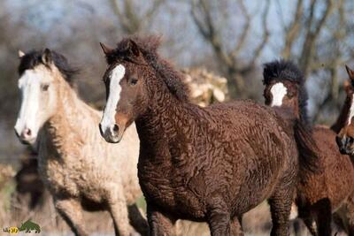 اسب عجیبی که مثل گوسفند پشم دارد و سالی ۲۷۰۰ کیلو شیر می‌دهد!/ عکس