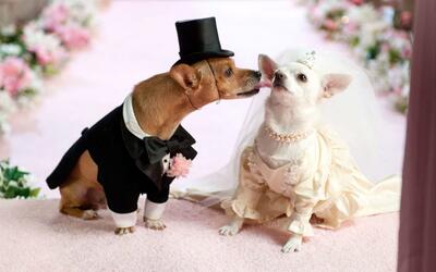 عجیب اما واقعی/ افزایش ازدواج سگ ها در چین