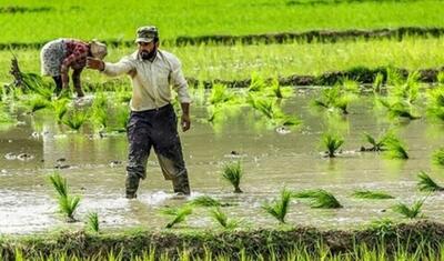مهم‌ترین عوارض مسمومیت با آرسنیک در برنج