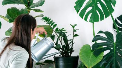 گیاهان آپارتمانی مفید برای تابستان + 5 گیاه مفید و طرز نگهداری آن