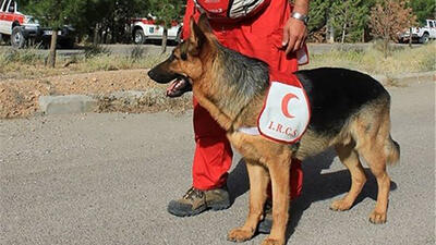 محمودی:تداوم اجرای پروژه تربیت و آموزش سگ‌های جدید ردیاب هلال احمر