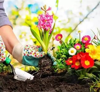 بهترین گل‌ها برای کاشتن در باغچه و تراس: راهنمای جامع برای زیباسازی فضای سبز شما