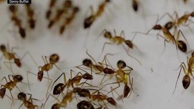 قطع عضو توسط مورچه‌ها برای جلوگیری از مرگ!