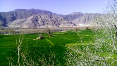 (تصاویر) ایران قدیم؛ قاب های زیرخاکی از جشن برنجکاری در روستا‌های لاهیجان!