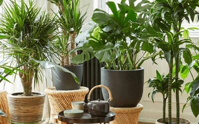 بهترین گیاهان آپارتمانی برای سلامت روحی: اگه دپرس هستی امتحان کن