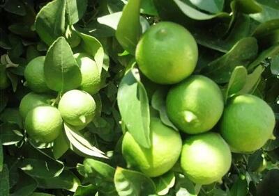 بیش از ۲ هزار و ۷۰۰ تن لیمو ترش در سیستان و بلوچستان برداشت شد