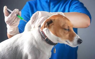 ۸۰ درصد سگ‌ها در بوشهر واکسینه شدند