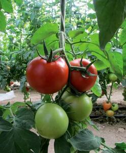 صادرات 400 تن گوجه فرنگی داراب به کشورهای روسیه و امارات