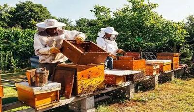 برداشت عسل از کندو‌های زنبور عسل در شهرستان فومن