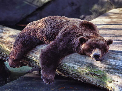 صحنه‌ای کمتر دیده شده از لحظه بیدارشدن خرس از خواب زمستانی ؛تا حالا دیده بودی این لحظه رو؟+فیلم