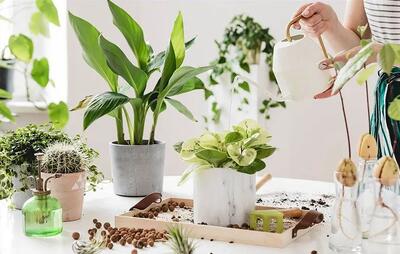 چگونه حشره‌های اطراف گلدان را از بین ببریم: راهکارهای مؤثر برای حفظ سلامت گیاهان