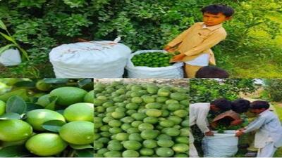 برداشت بیش از ۲ هزار و ۷۰۰ تن لیمو ترش از باغات سیستان و بلوچستان