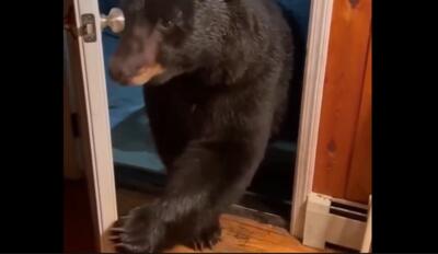 فرمان‌ برداری عجیب یک خرس وحشی از حرف‌های زن صاحب‌ خانه (فیلم)