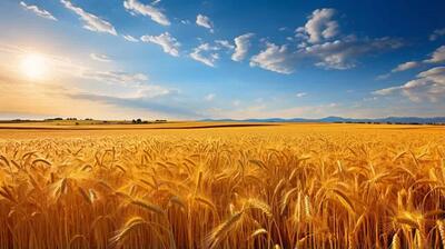 خرید ۶.۳ میلیون تن و ارزش گندم از کشاورزان