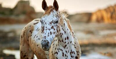 (تصاویر) «آپالوسا»؛ اسب آمریکایی عجیبی که رنگی شبیه پلنگ دارد