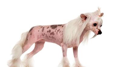 (تصاویر) کاکل‌دار چینی؛ سگ خانگی عجیبی که زشت‌ترین سگ دنیاست