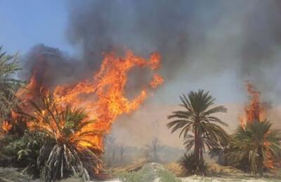 (ویدئو) آتش‌سوزی در نخلستان‌های گلشن سیستان و بلوچستان