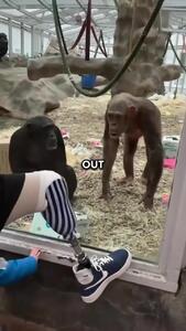 (ویدئو) واکنش غیرمنتظره و عصبی میمون‌ها به پای مصنوعی یک مرد!