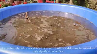 (ویدئو) روش کاشت و پرورش گل نیلوفر آبی در تشت پلاستیکی خانگی