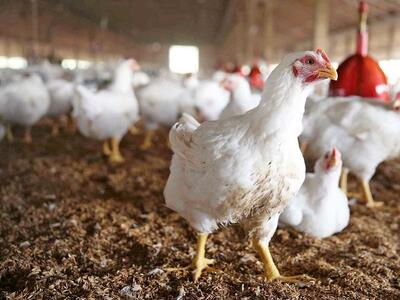 تولید افزون بر یک هزار تن گوشت مرغ در زاهدان