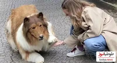 (ویدئو)احمقانه ترین آرزویی که تحقق یافت!/تبدیل شدن یک مرد ژاپنی به سگ