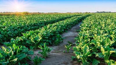رشد ۵۰ درصدی کشت چغندر قند در استان قزوین 