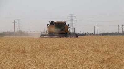 خرید ۱۵۸ هزار تن گندم از کشاورزان استان قزوین